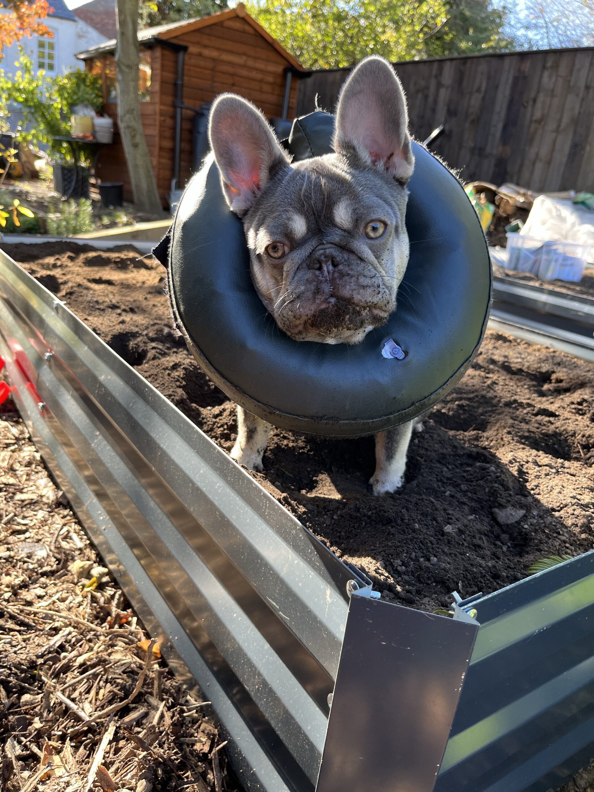 My Garden Helper, Cleo