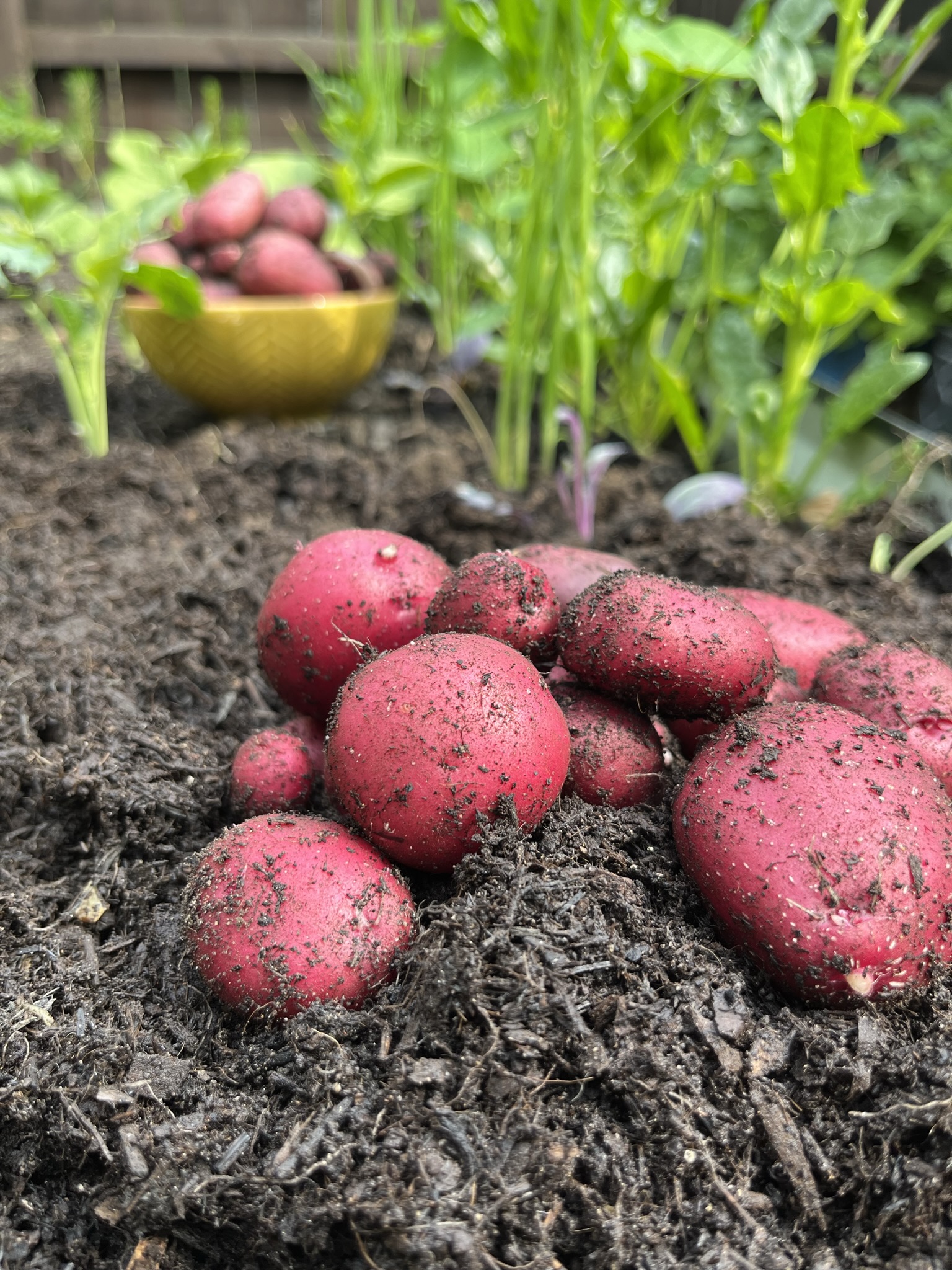 First Harvests